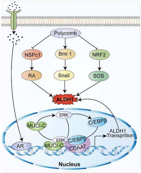 J Cancer Image