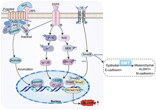 J Cancer Image