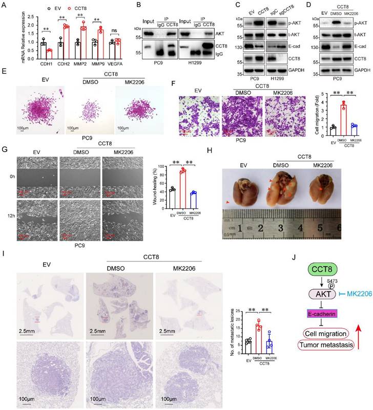 J Cancer Image