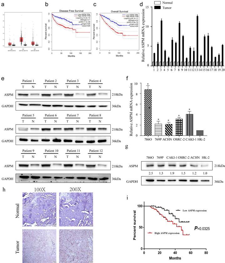 J Cancer Image