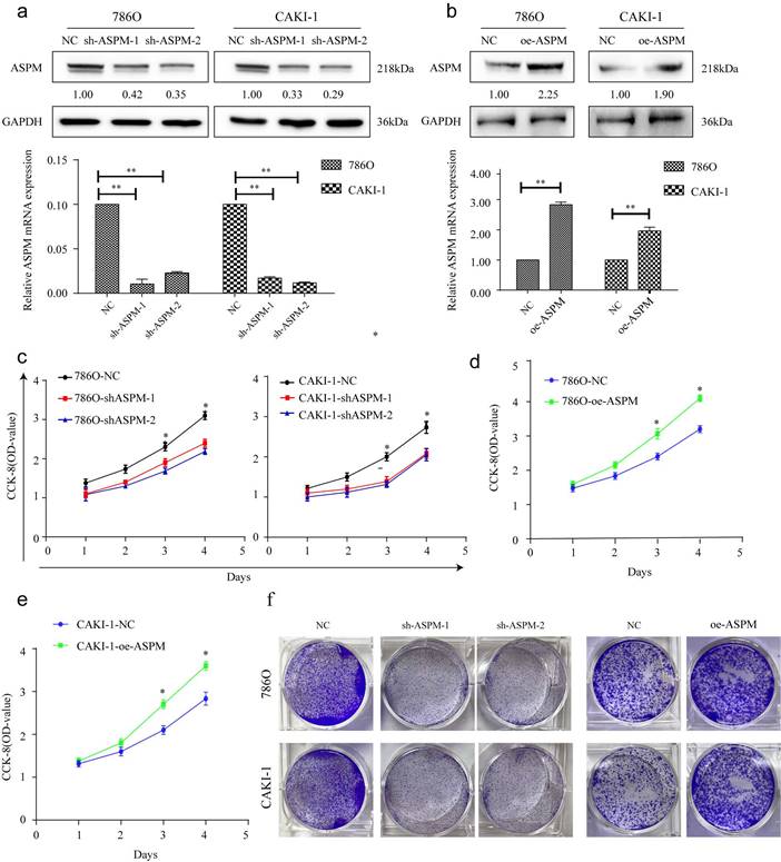 J Cancer Image