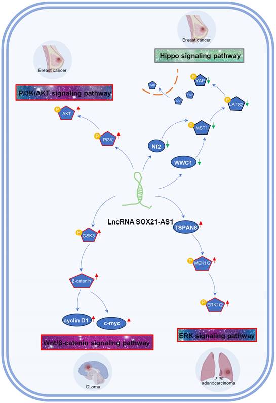 J Cancer Image