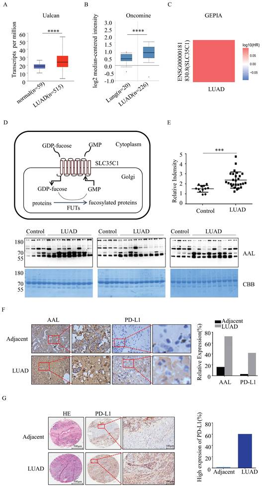 J Cancer Image