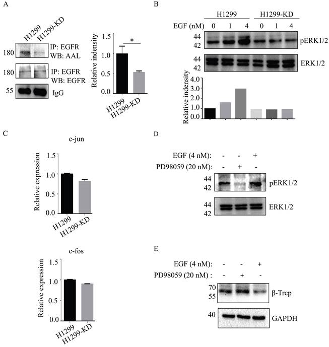 J Cancer Image