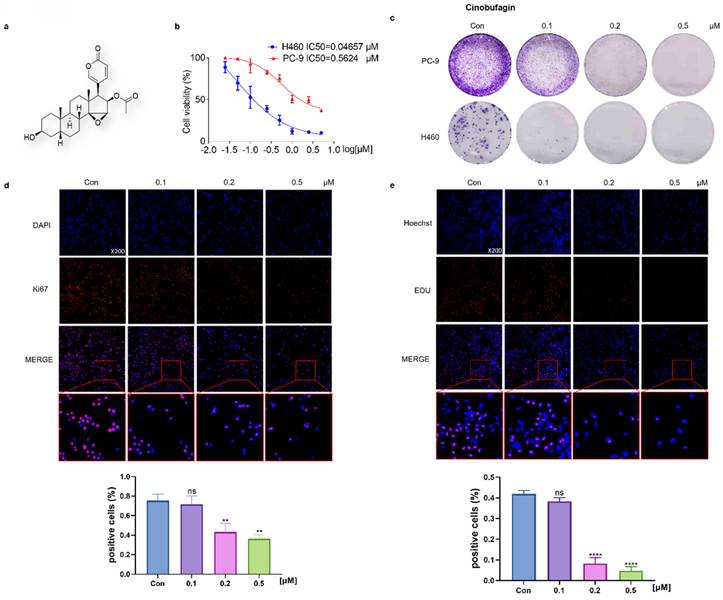 J Cancer Image