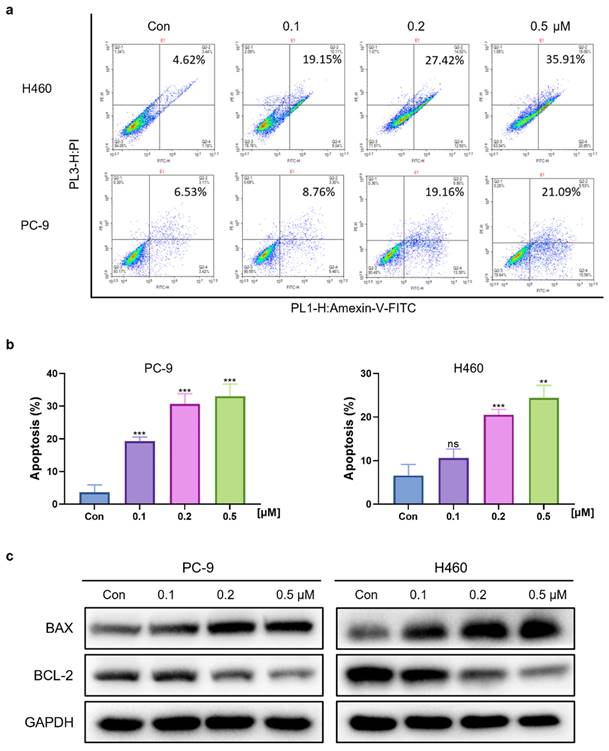 J Cancer Image