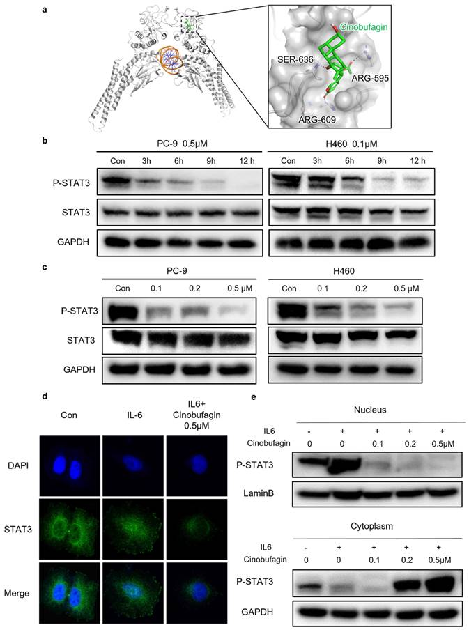 J Cancer Image