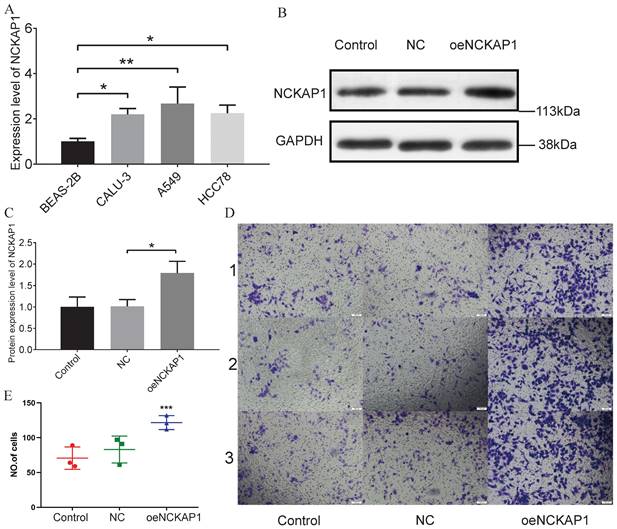 J Cancer Image