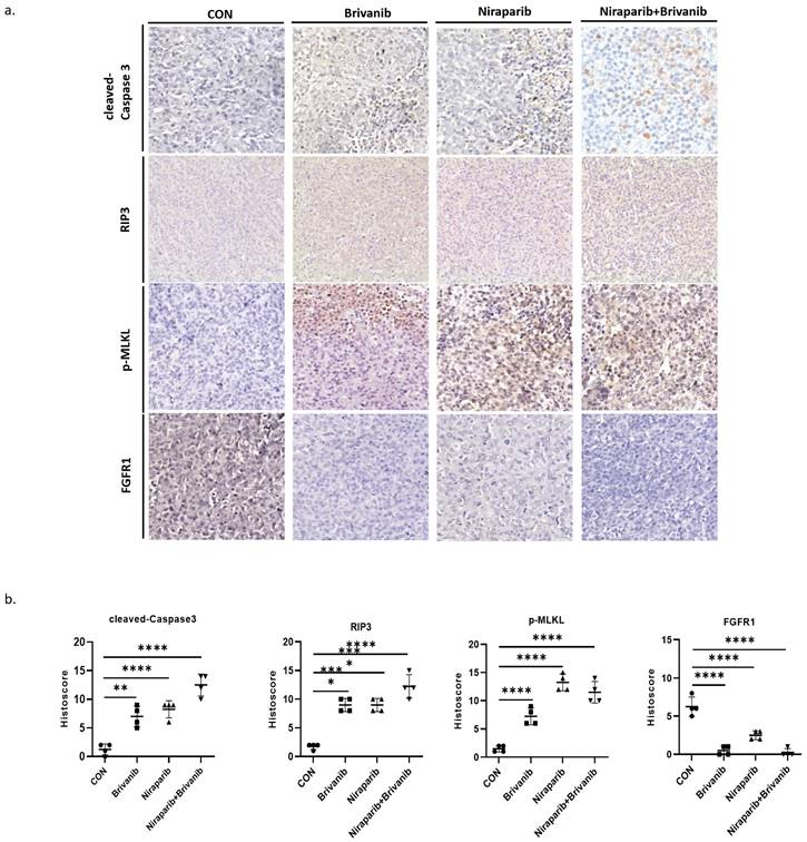 J Cancer Image