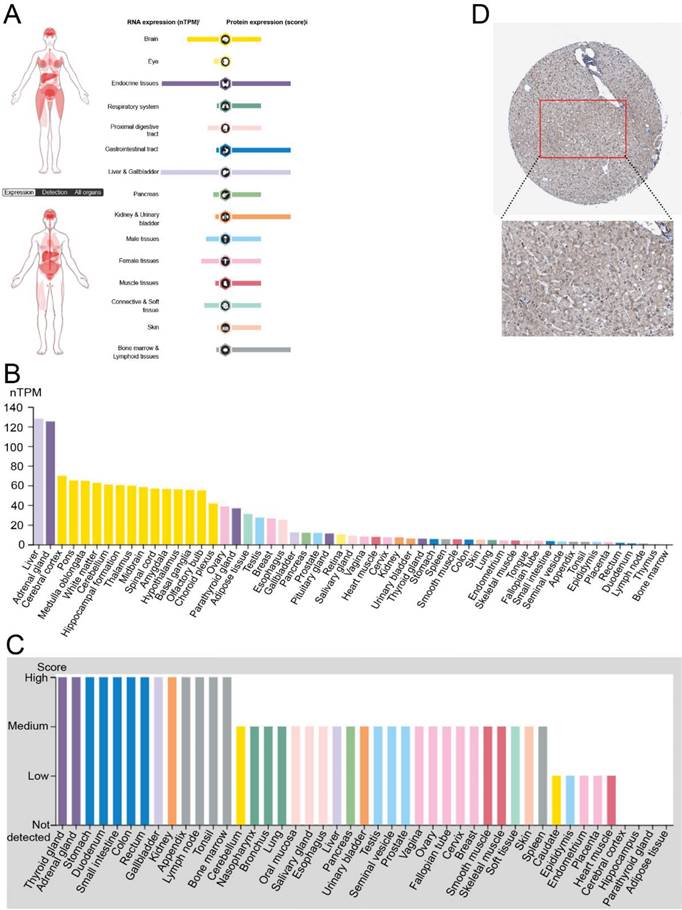 J Cancer Image