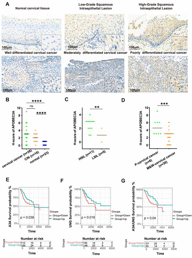 J Cancer Image