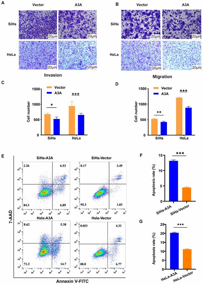 J Cancer Image