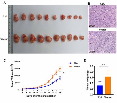 J Cancer Image