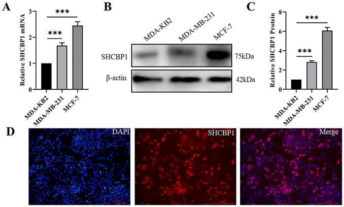 J Cancer Image