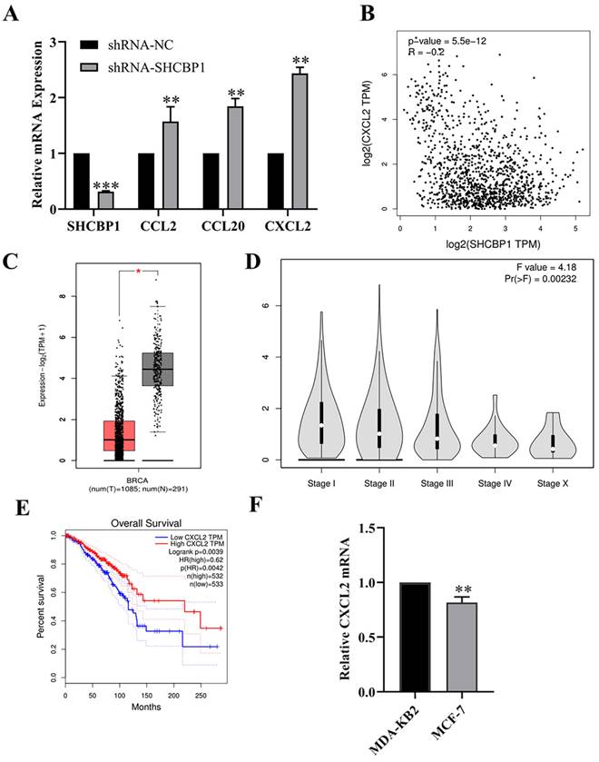 J Cancer Image