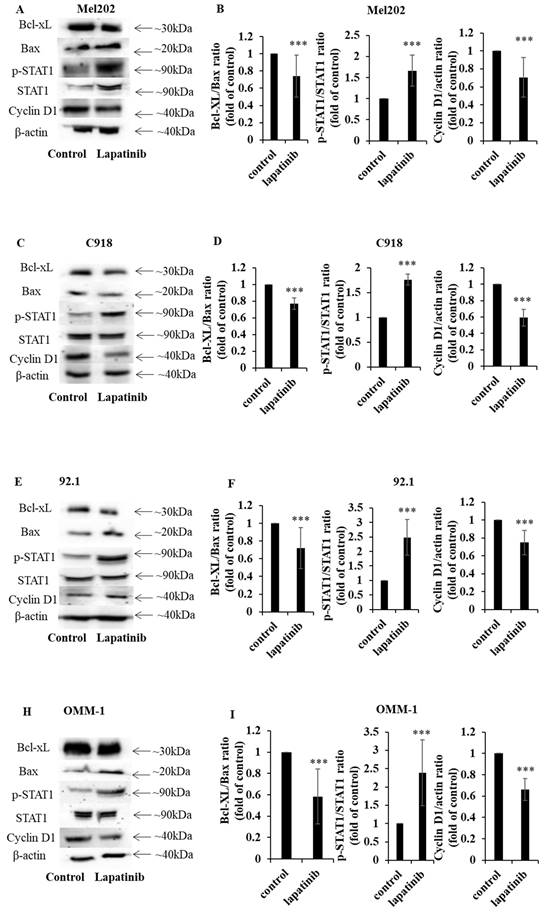 J Cancer Image