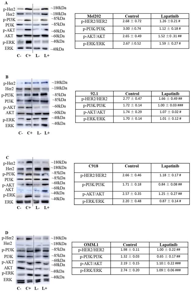 J Cancer Image