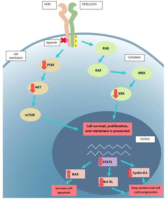 J Cancer Image