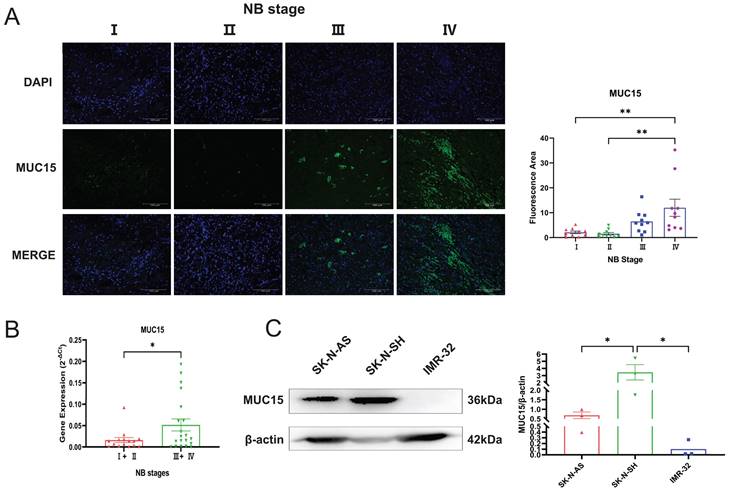 J Cancer Image