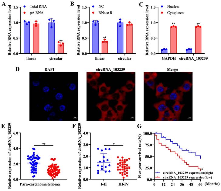 J Cancer Image