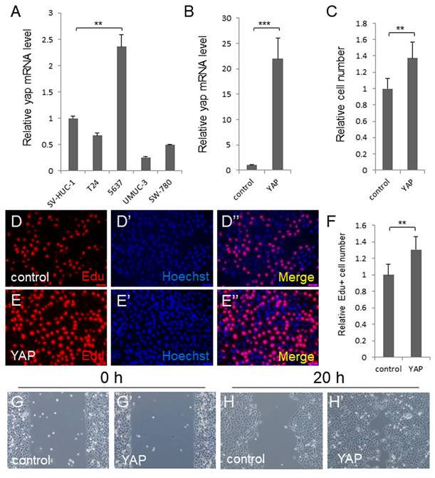 J Cancer Image