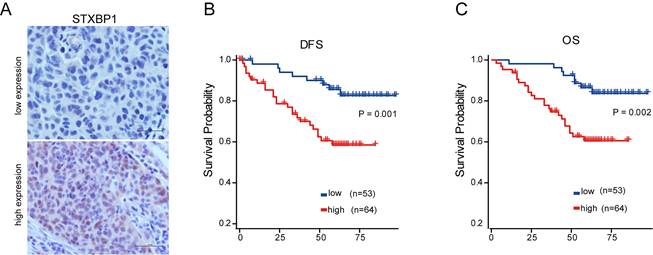 J Cancer Image