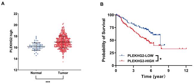 J Cancer Image