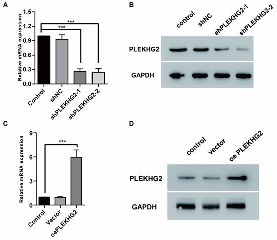 J Cancer Image