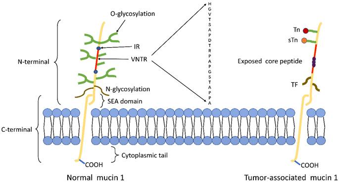 J Cancer Image