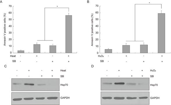 J Cancer Image