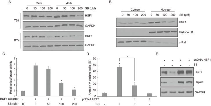 J Cancer Image