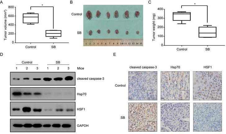 J Cancer Image