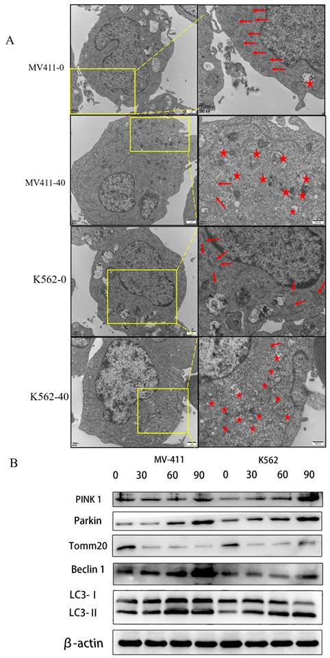 J Cancer Image