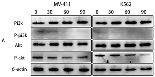 J Cancer Image