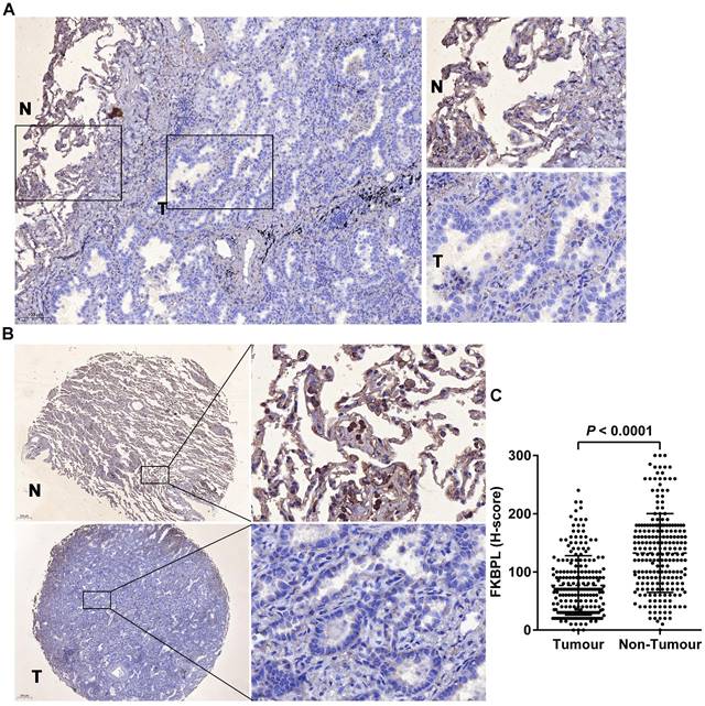 J Cancer Image