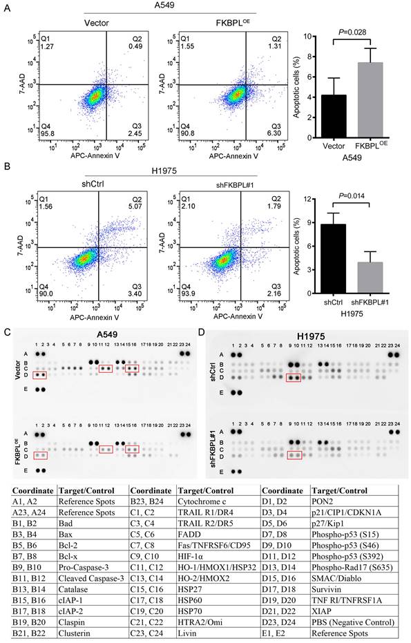 J Cancer Image