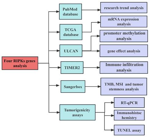 J Cancer Image