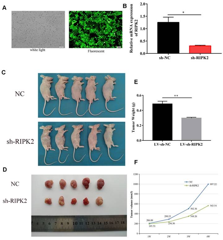 J Cancer Image