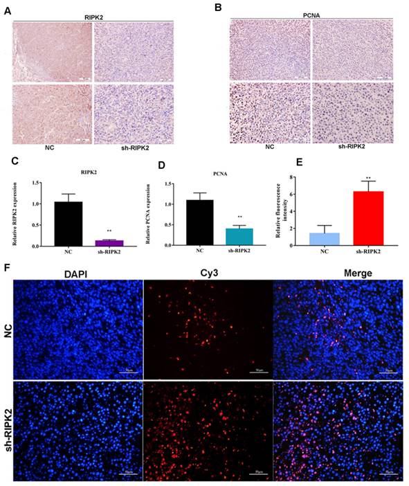 J Cancer Image