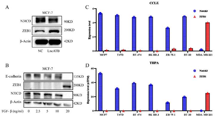 J Cancer Image