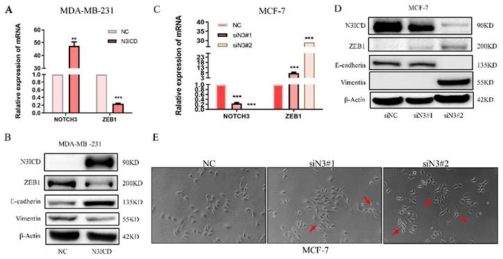 J Cancer Image