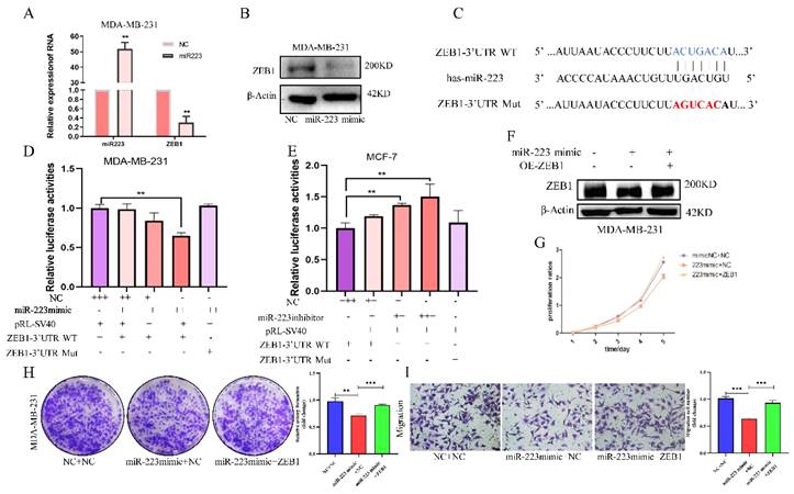 J Cancer Image