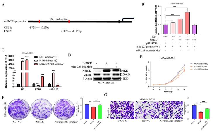 J Cancer Image