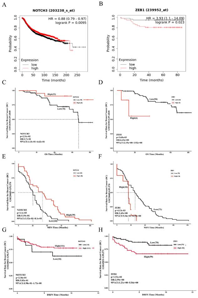 J Cancer Image