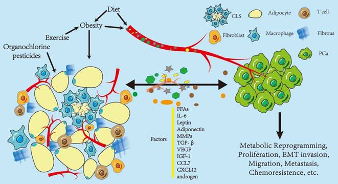 J Cancer Image