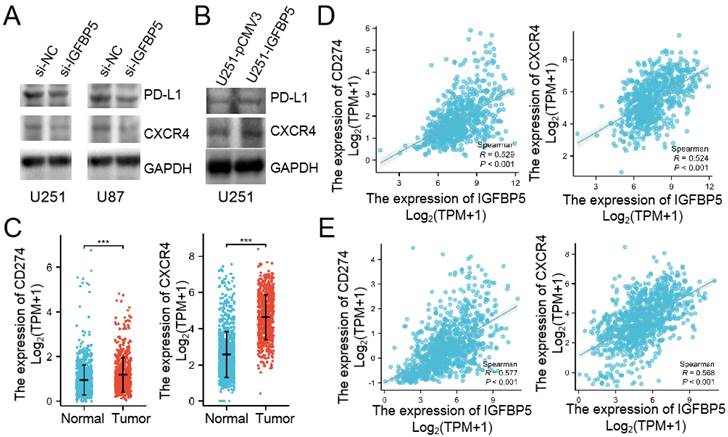 J Cancer Image