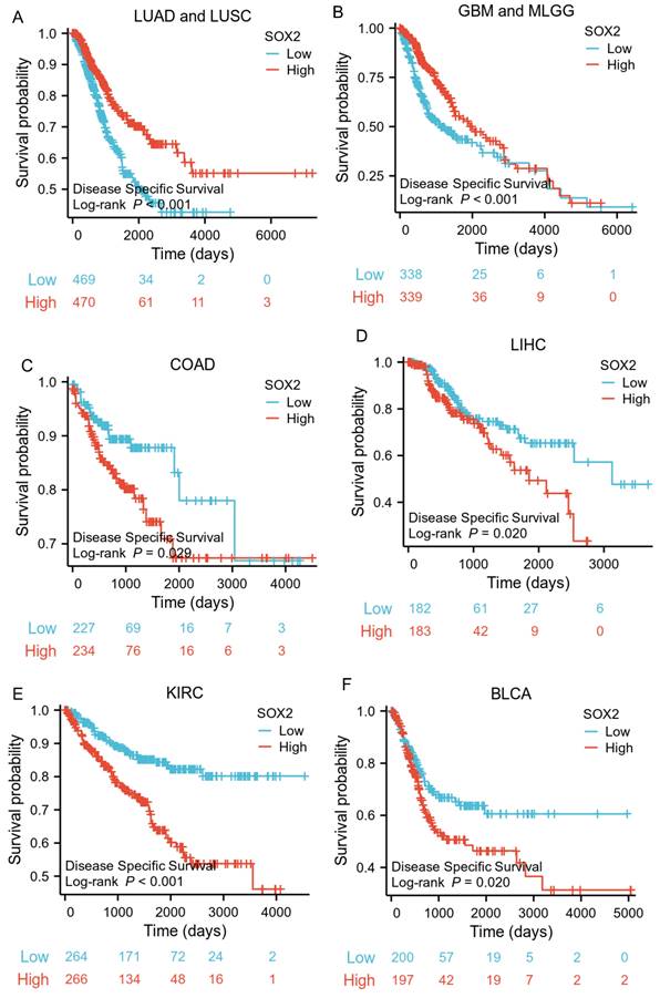 J Cancer Image