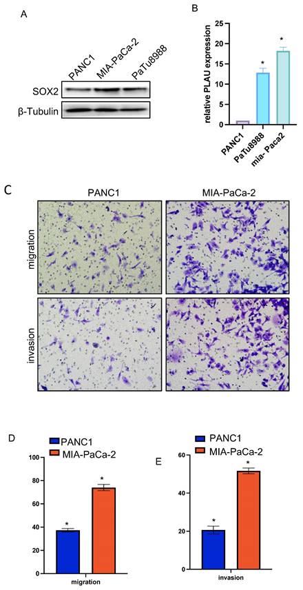 J Cancer Image