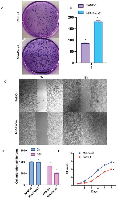 J Cancer Image