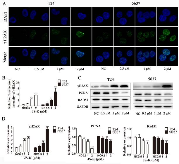 J Cancer Image